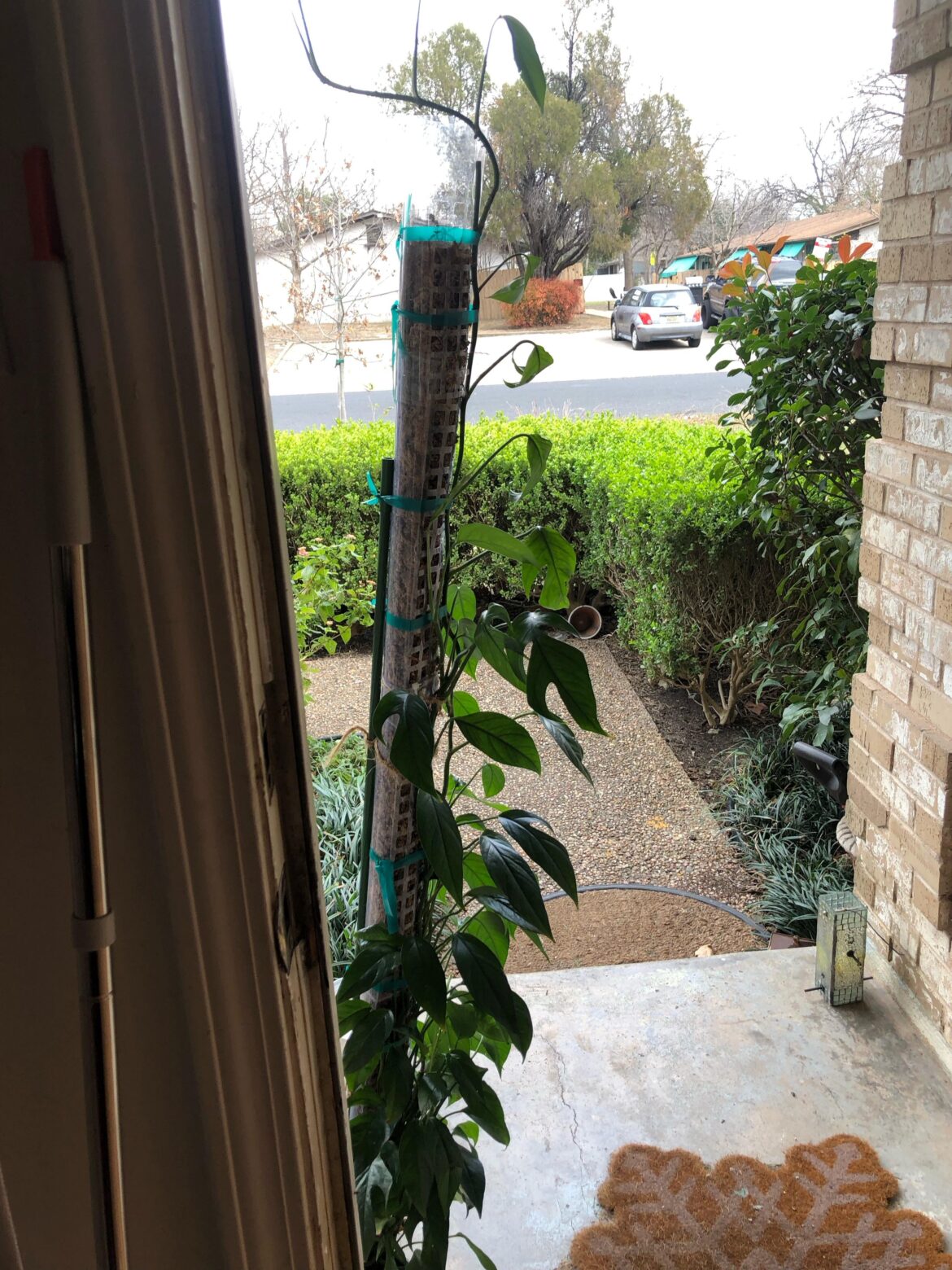 What is the tallest moss pole you have? What is the tallest moss pole you have?