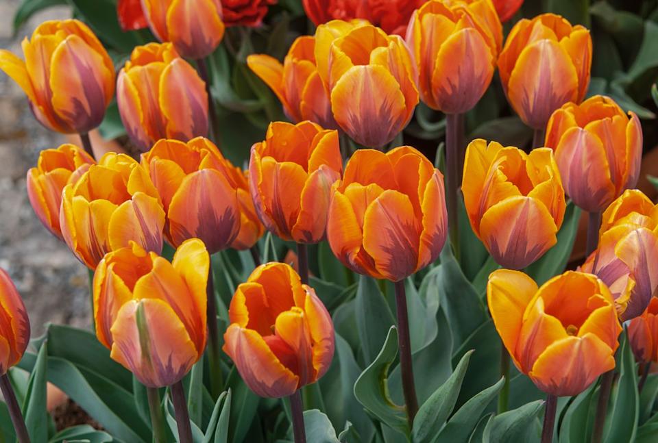 The Spruce / Evgeniya Vlasova