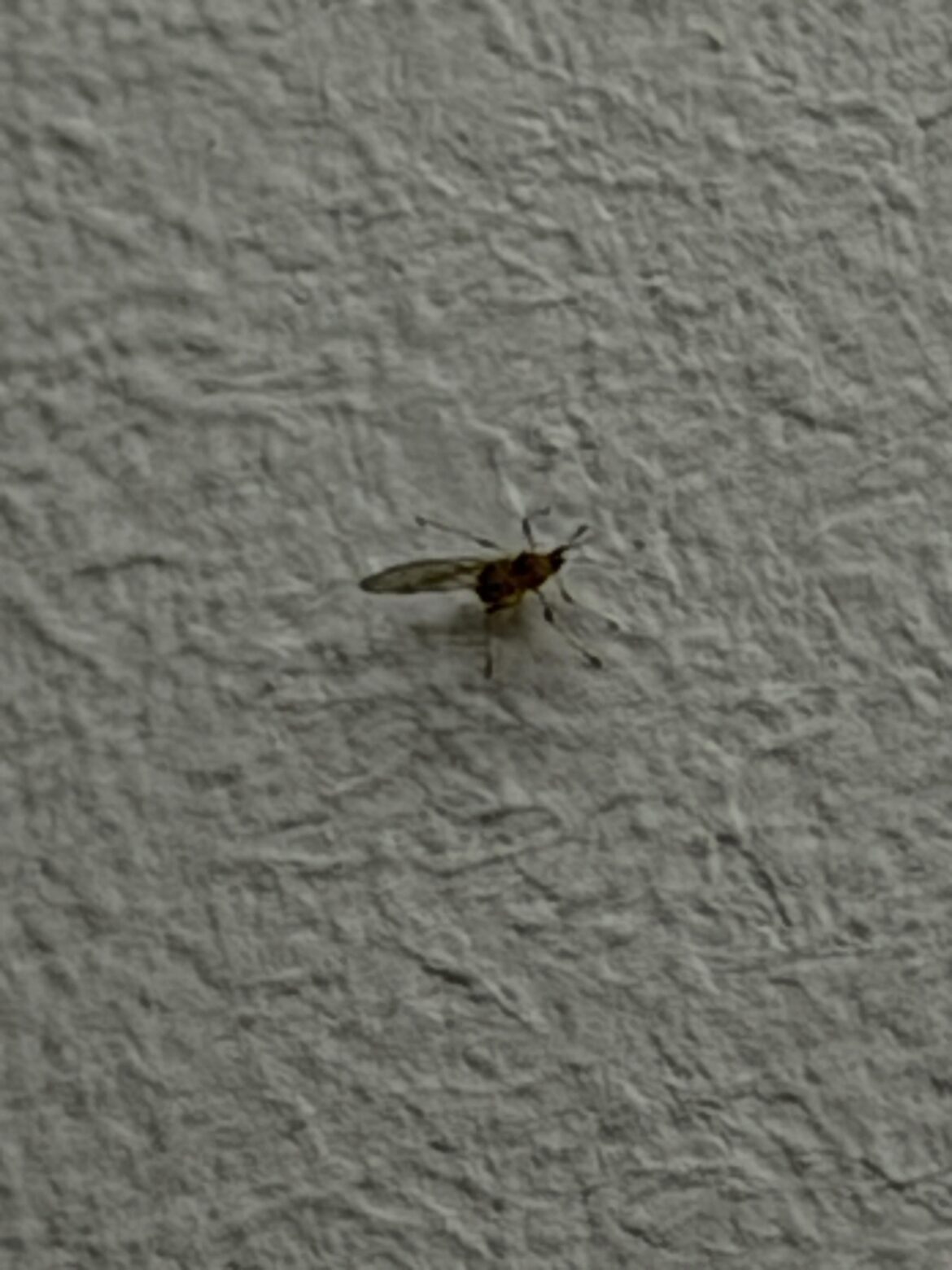 Does anyone know what this insect is? No, they’re not fungus gnats.