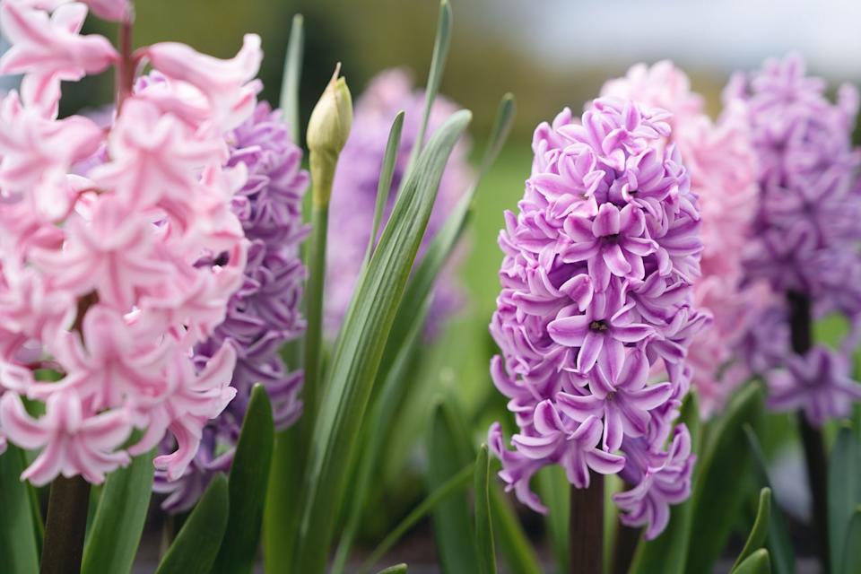 Tatiana Sviridova / Getty Images