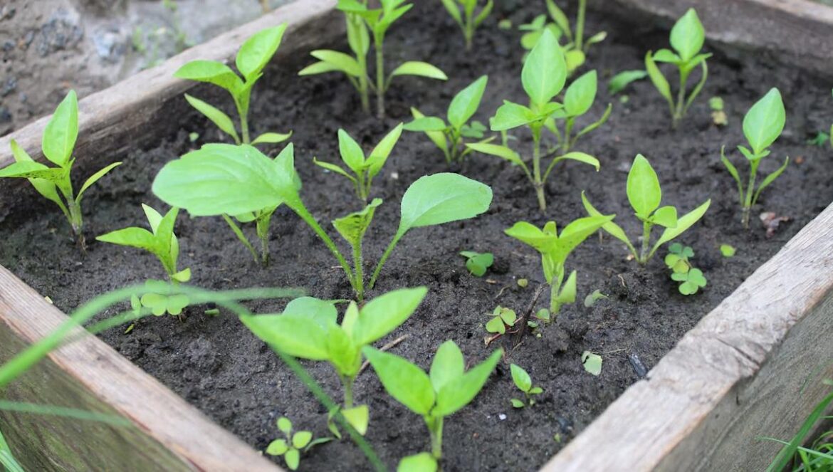 Homeowner warned after sharing photo of questionable landscaping method: 'Be careful'