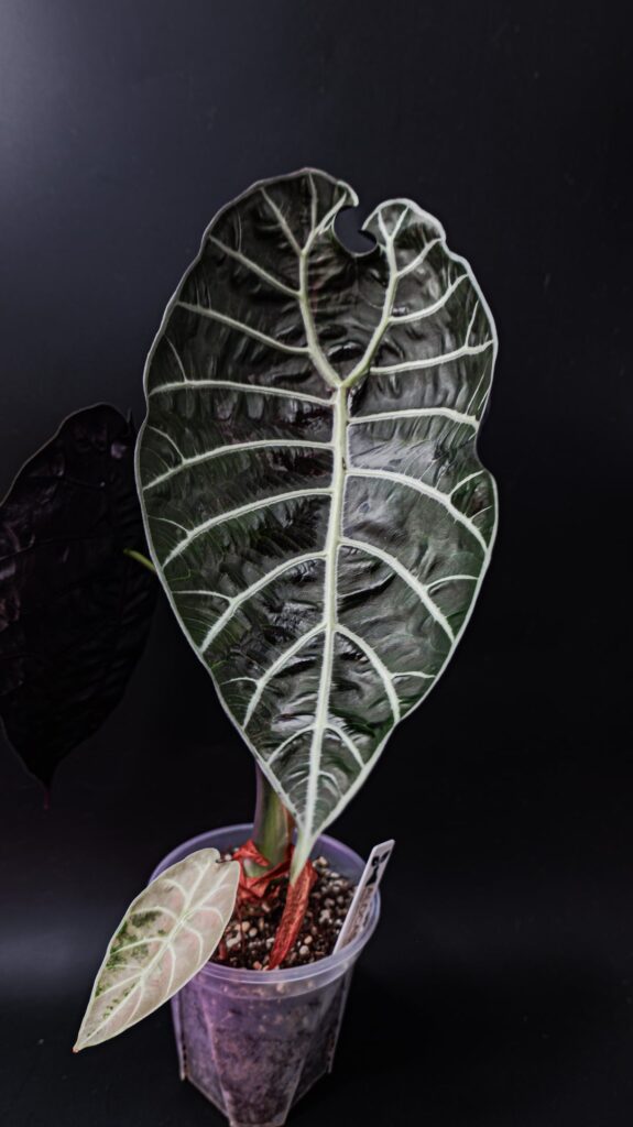 Reverted watsoniana gave me a surprise pup. But pink or not these are some of my favorites