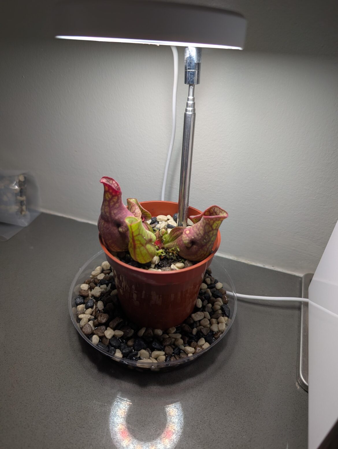 Nursery had this listed as Sarracenia sp. Looking for confirmation of species.