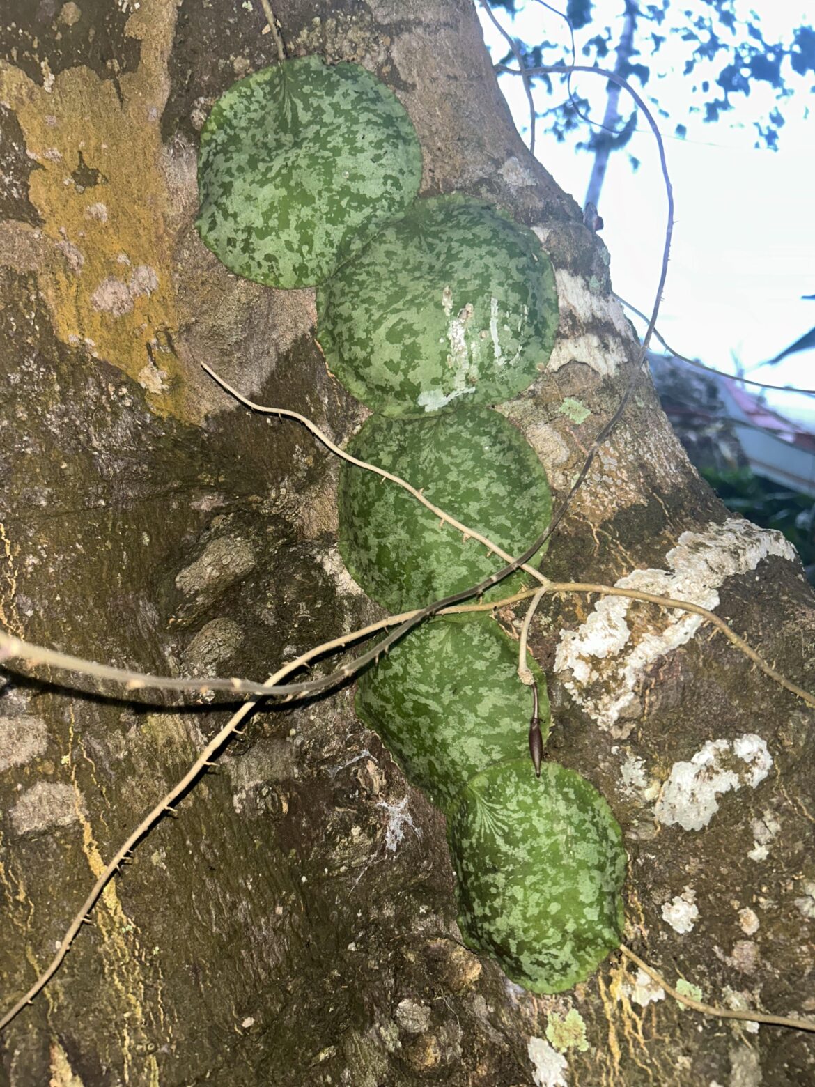 Circles Stuck to Tree Philippines