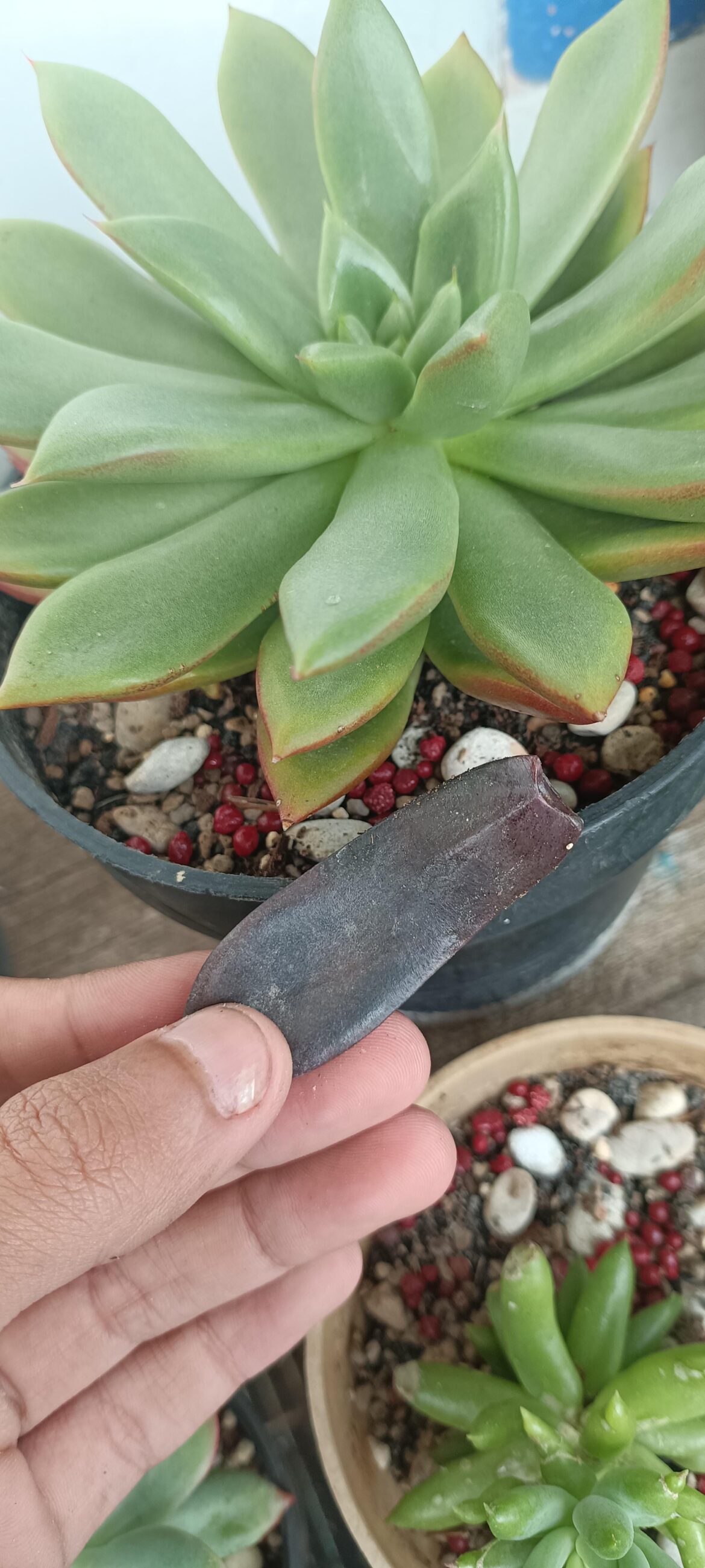 is this because of over watering?