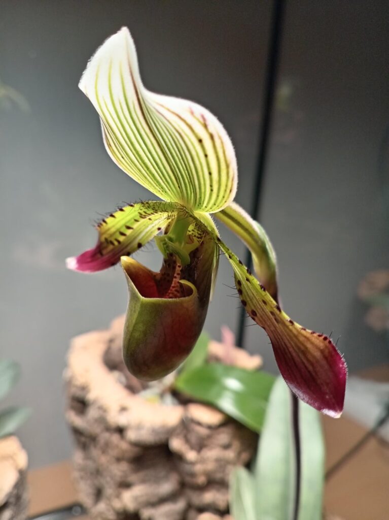 Paphiopedilum agusii
