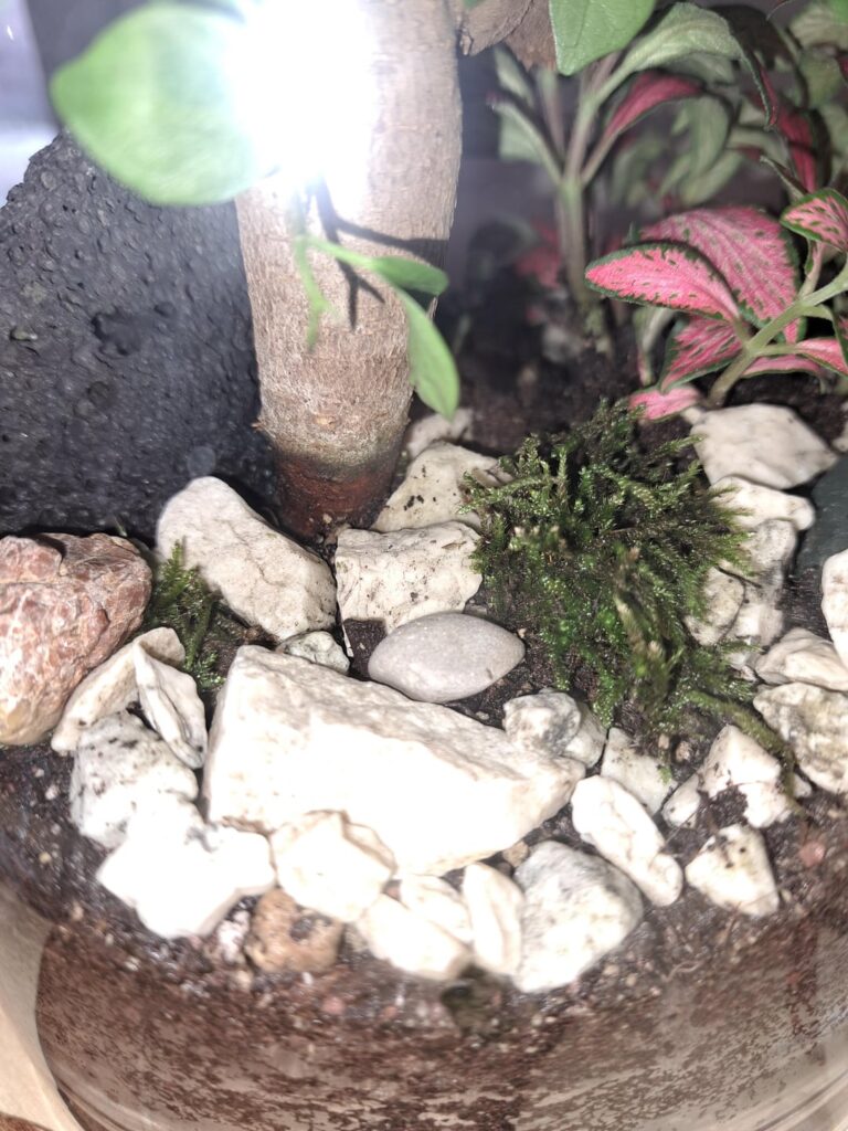 Is my ficus gingseng rotting ? Is my ficus gingseng rotting ?