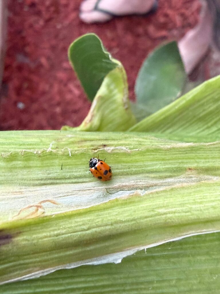 Lady bug or pest?