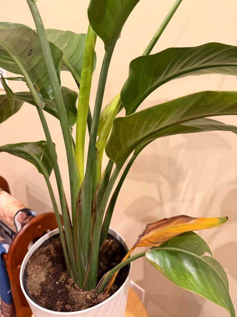 Indoor plant Indoor plant