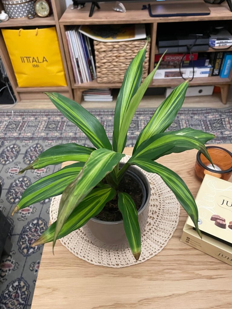 Can you help me identify this plant?