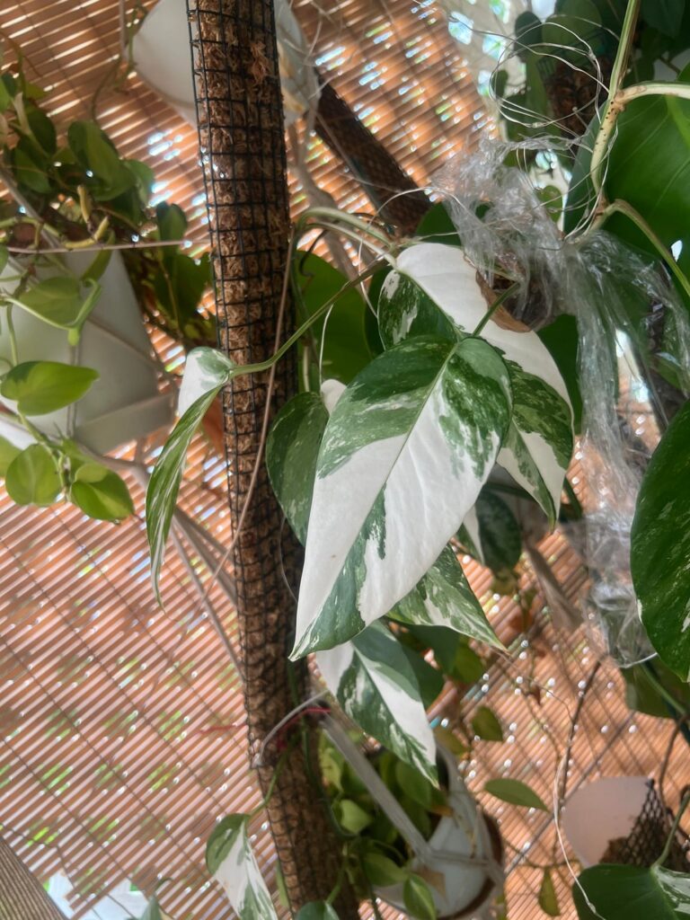 Update and advice needed!