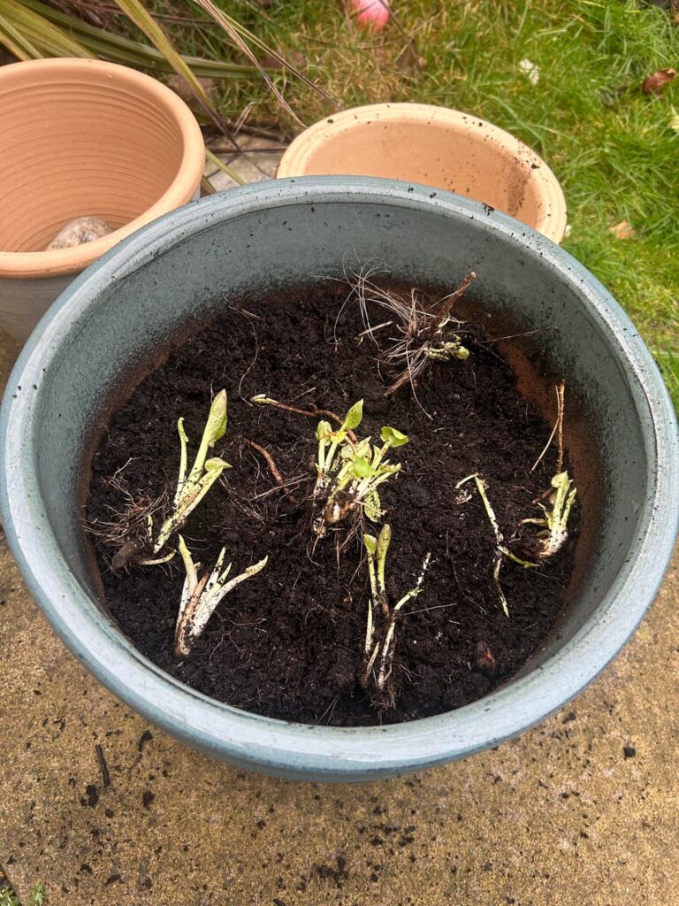 What do we think this is?