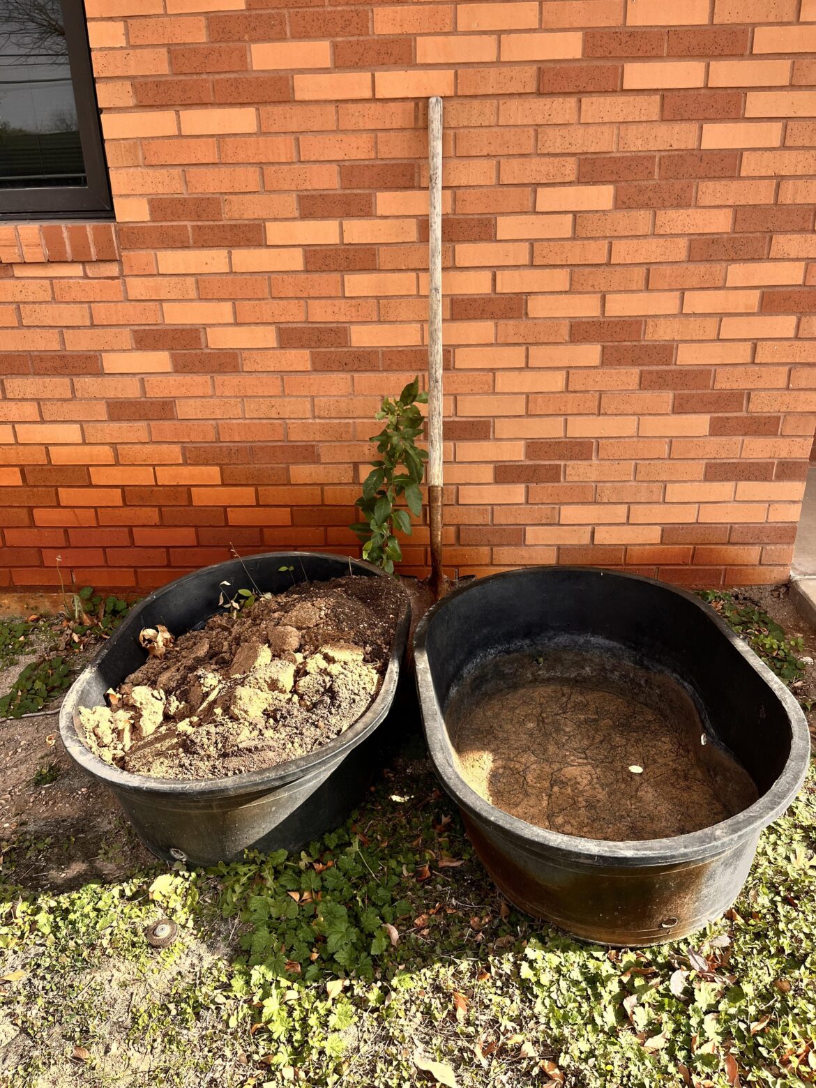 Seeking advice (beginner gardening) Seeking advice (beginner gardening)