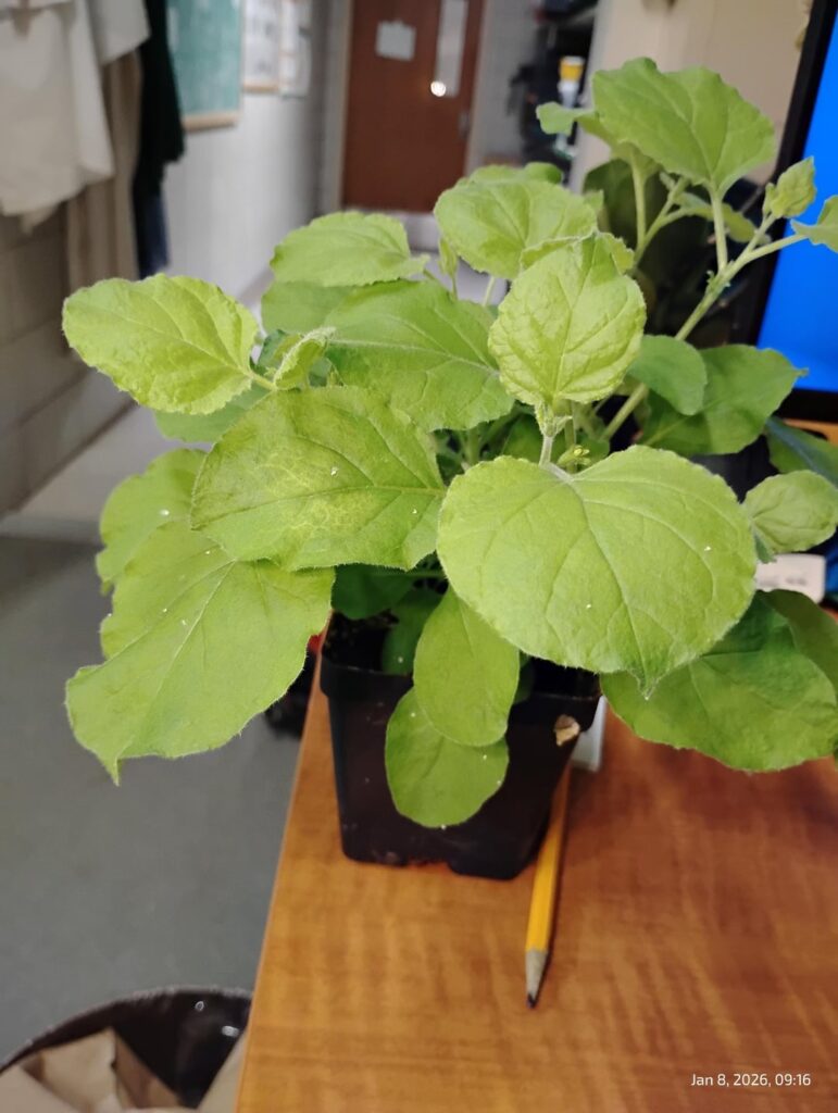 We've been experimenting with using Nicotiana bethamiana instead of yellow sticky traps in our greenhouse. Works pretty well!