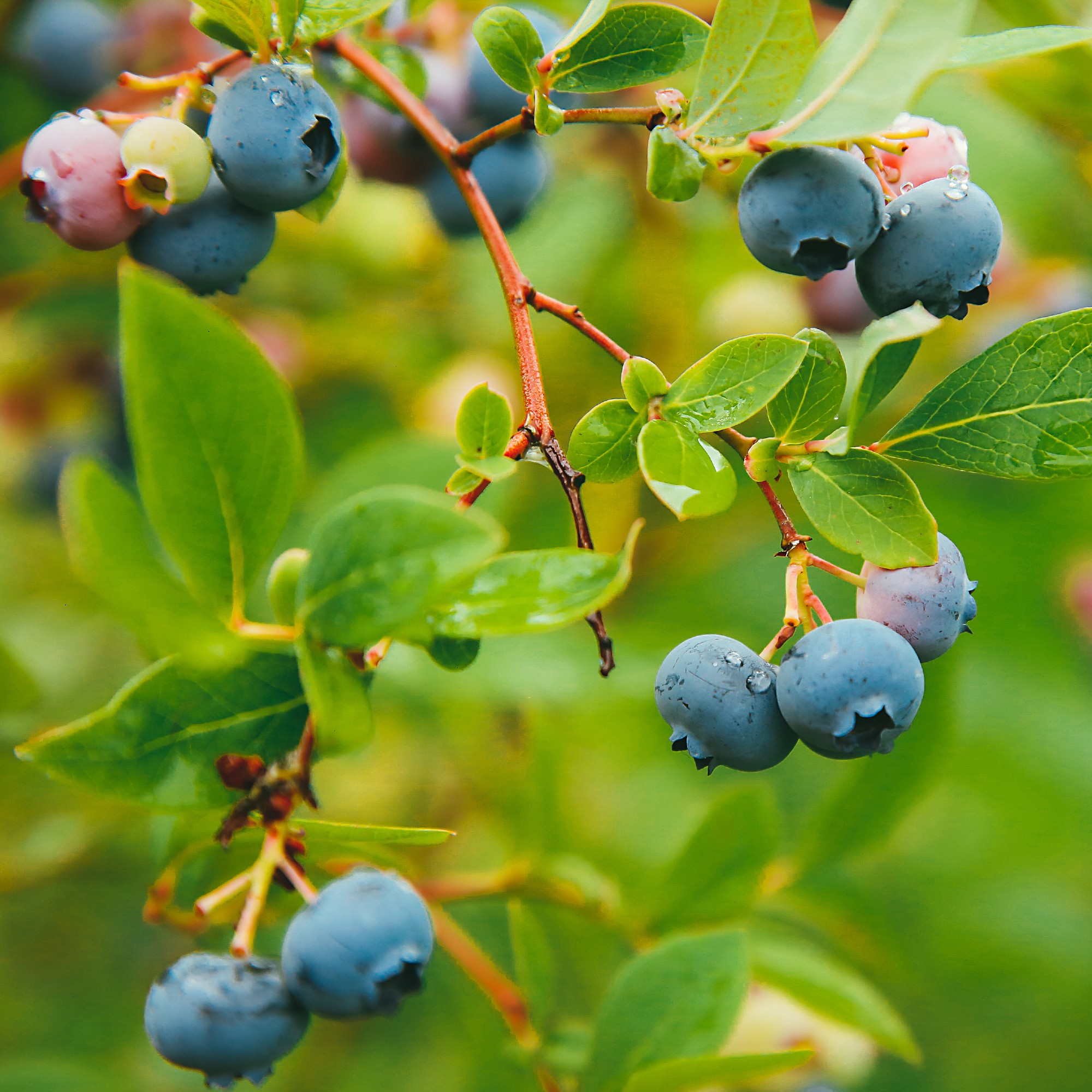 A blueberry bush