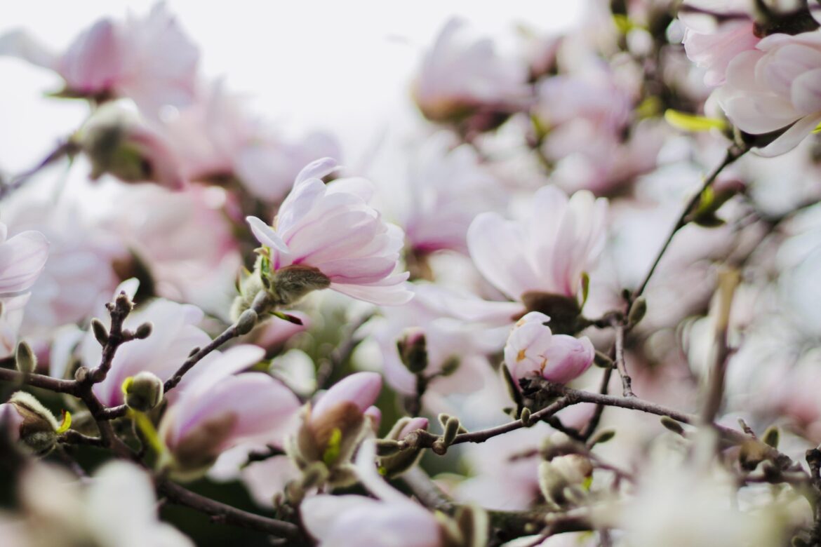 Softness within the flowers