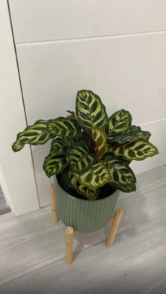 My coiled calathea makoyana My coiled calathea makoyana