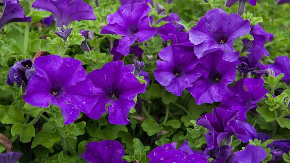 petunias