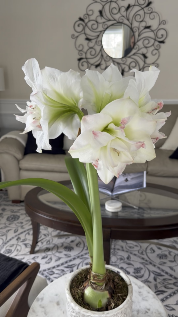 5 bloom Amaryllis - wow!