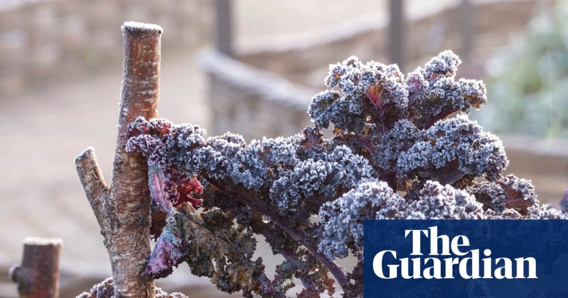 The chill factor: why our plants need a sustained cold period | Gardens
