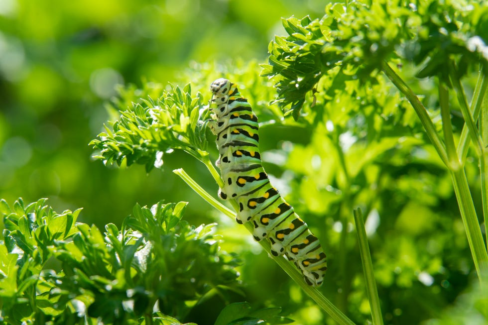 A caterpillar eats the leaves of a garden plant A caterpillar eats the leaves of a garden plant