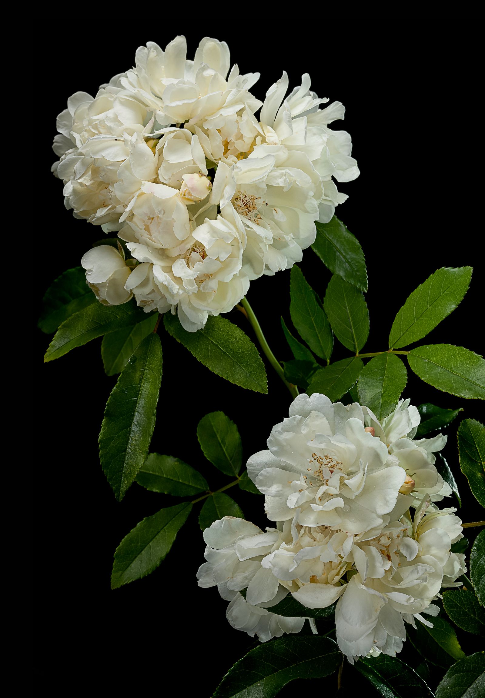 Image may contain Flower Plant Rose Petal Flower Arrangement Flower Bouquet Geranium Carnation and Peony