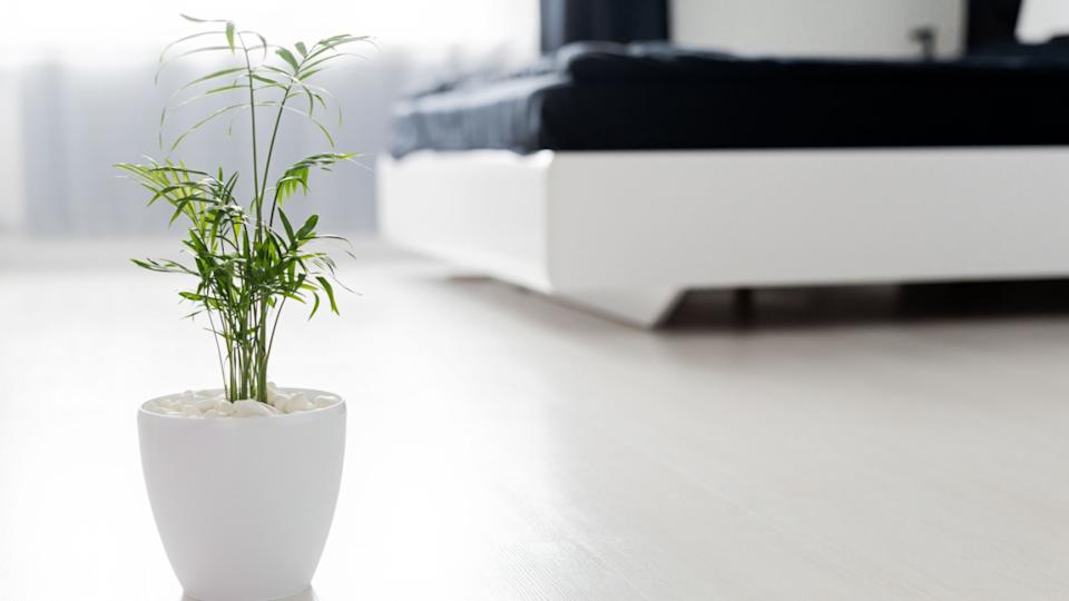 plants in white pot in bed room.Potted Chamaedorea elegans. Parlor palm with sunlight. Tropical plant on floor