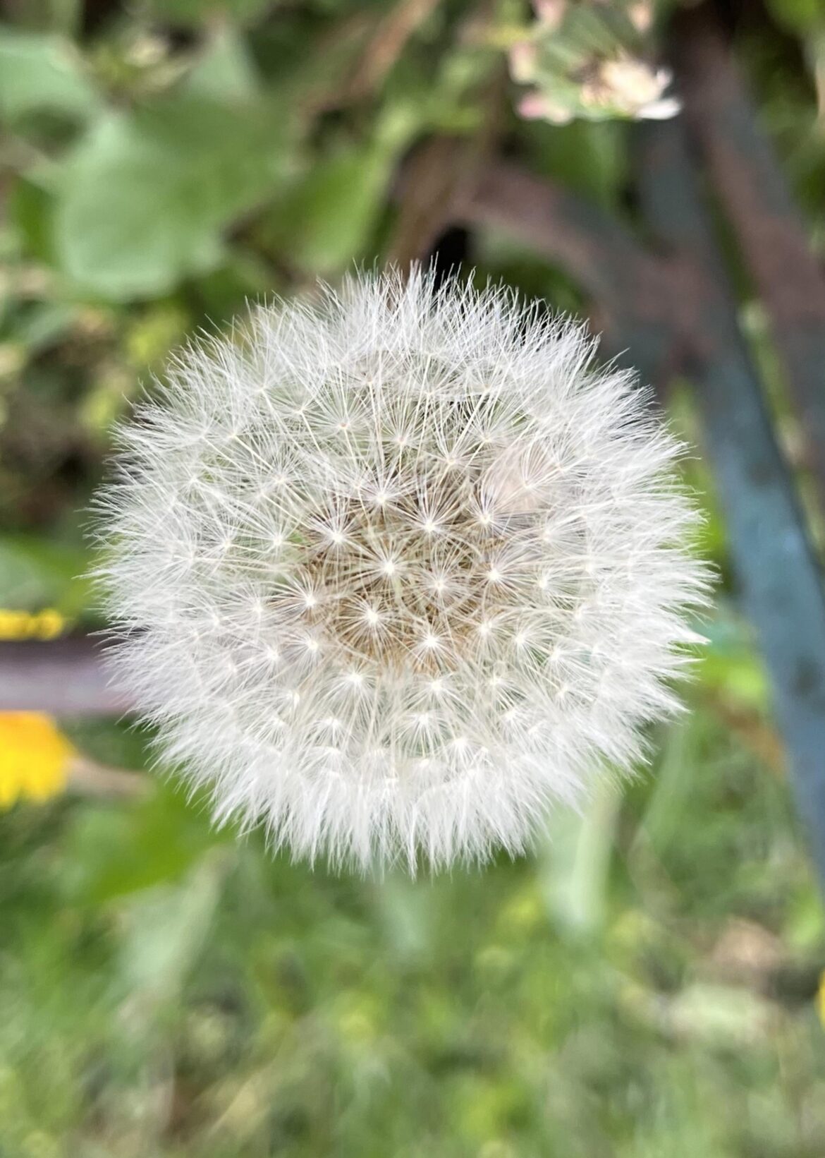 Dandelion
