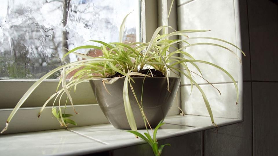 Spider plant, Chlorophytum comosum on a white tiled windowsill of a bathroom window. March, Netherlands