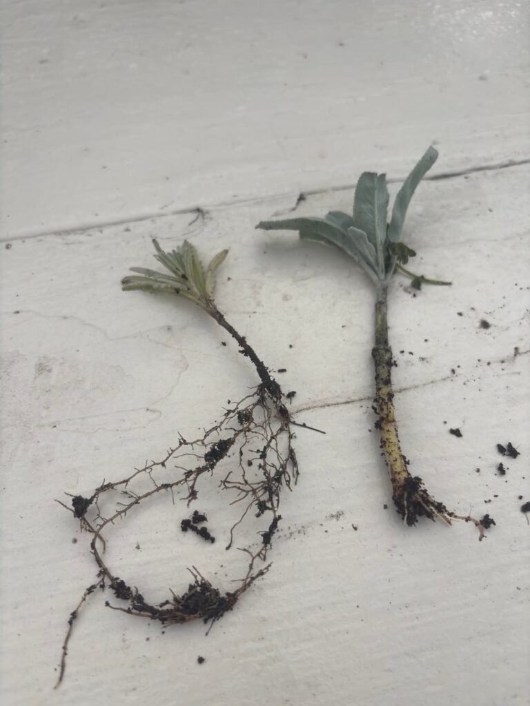White sage + lavender cuttings 1 month progress