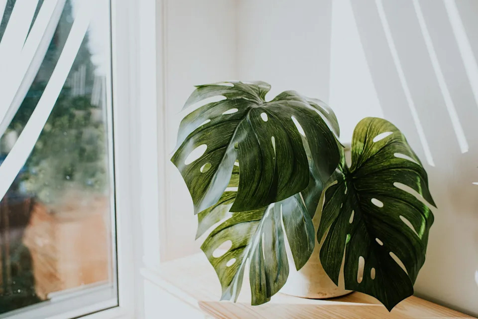a white planter with a swiss cheese plant in it, against a white wall with light streams illuminating the room