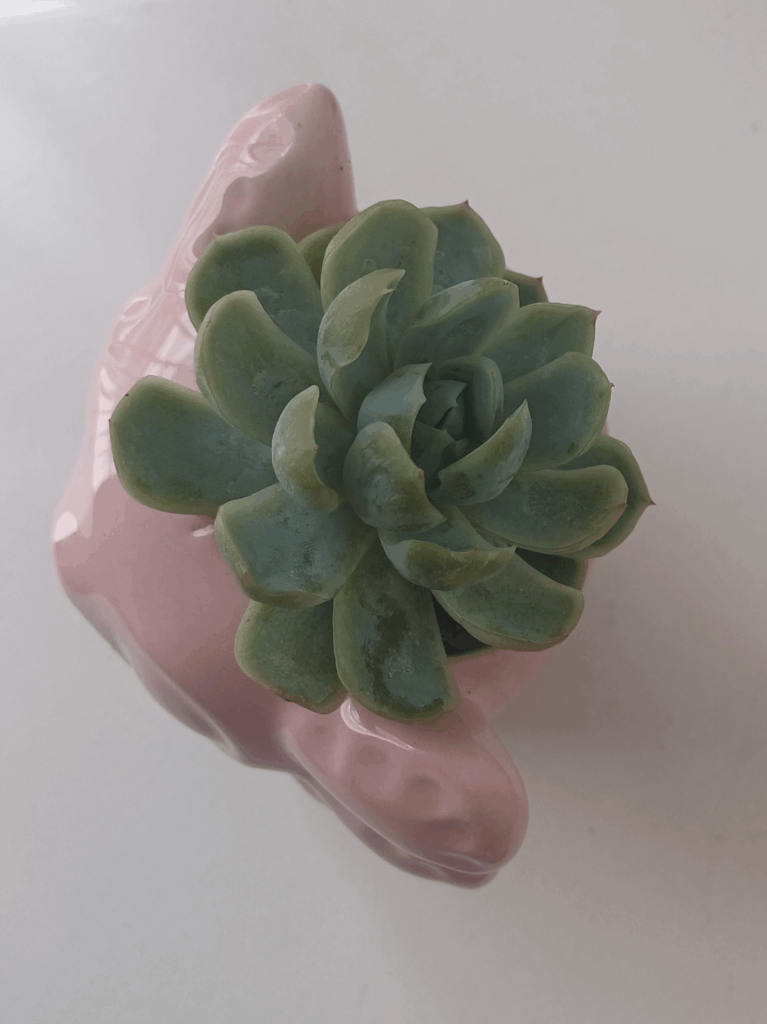 She's green now! How do I get her pink back?