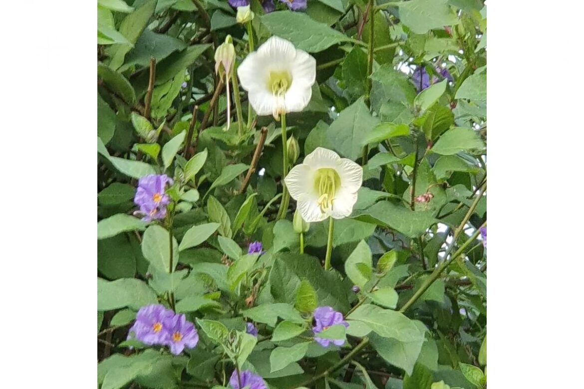 Now is the time for us gardeners to start making lists