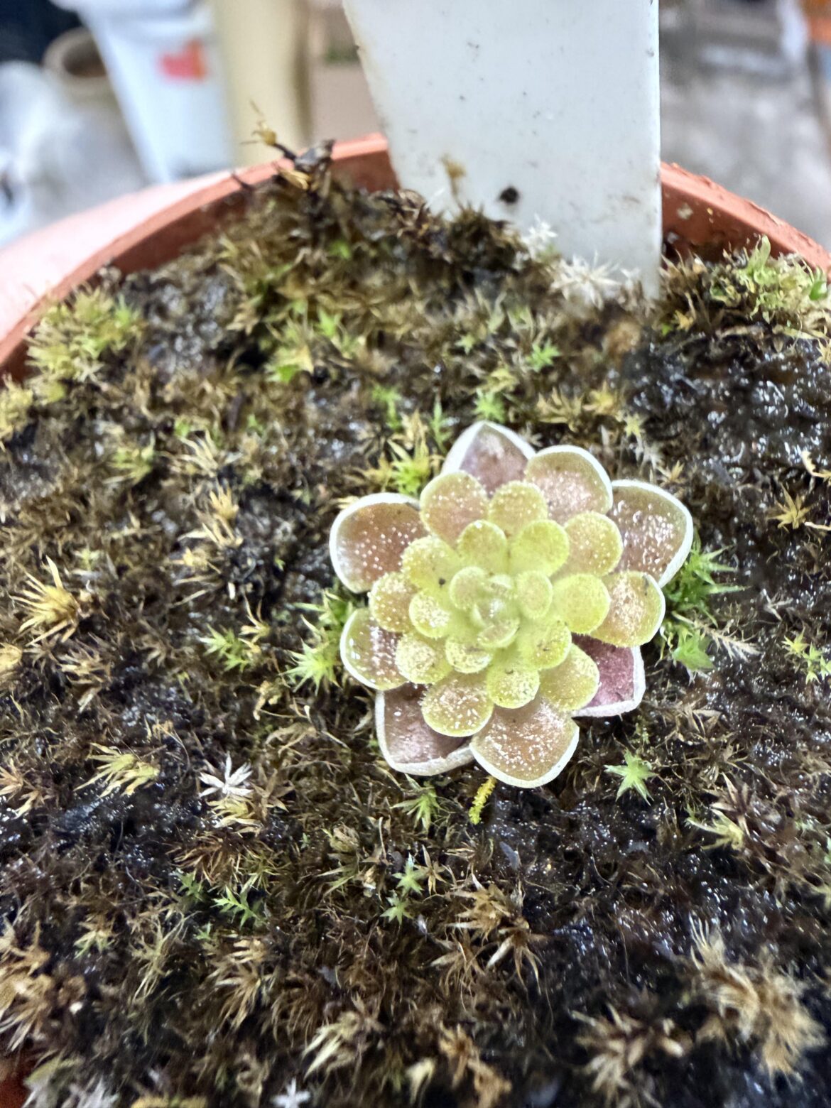 My very first carnivorous plant, a gorgeous little p. Ehlersiae