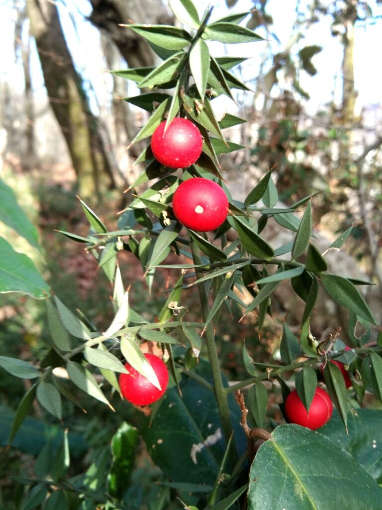 Berries on a thorny bush
