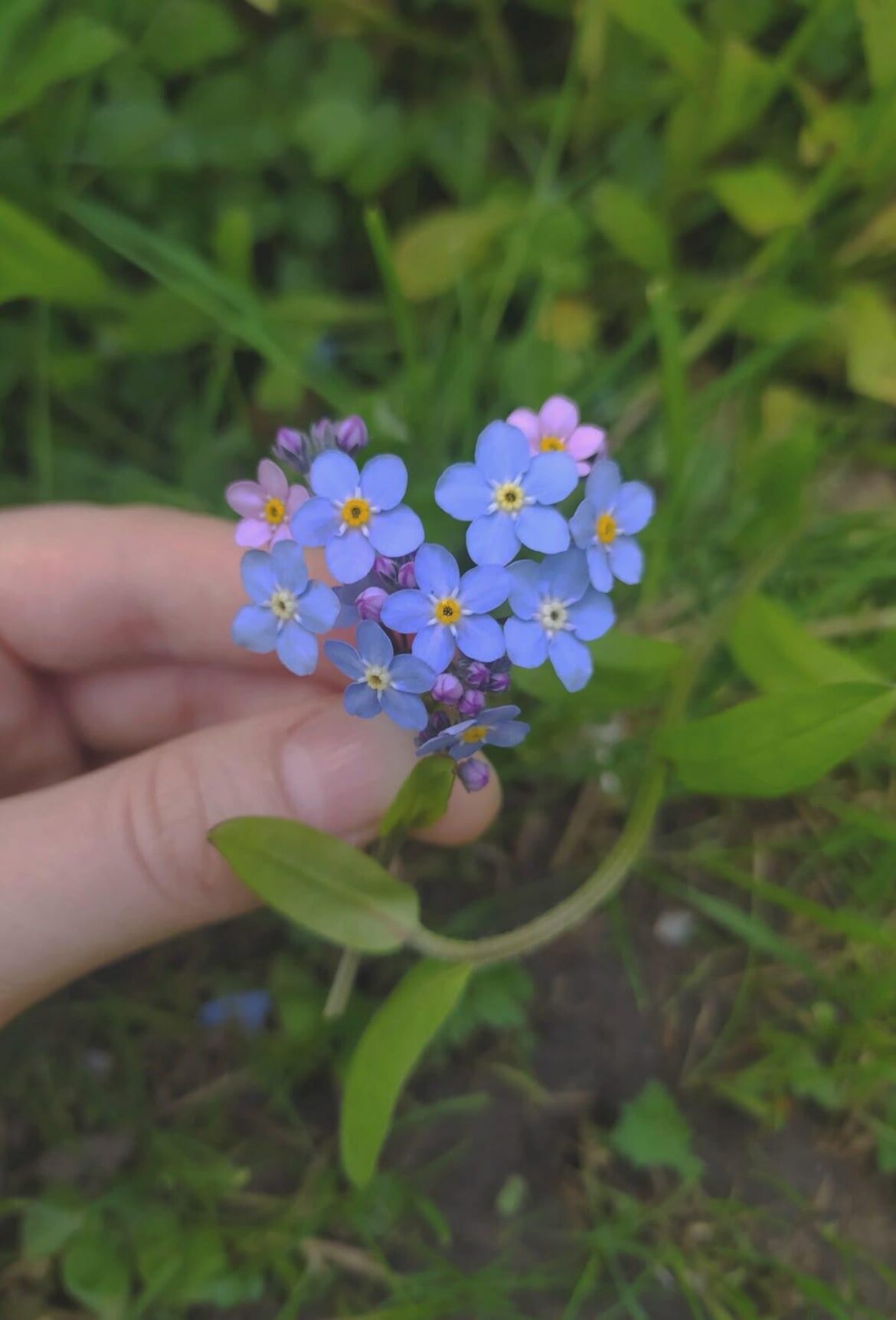 Happiness is a field of flowers.