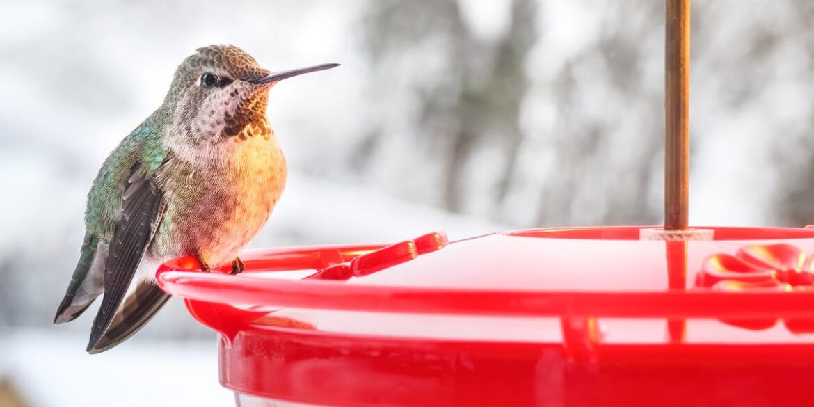 Should I Use a Hummingbird Feeder in Winter? What Experts Say Should I Use a Hummingbird Feeder in Winter? What Experts Say