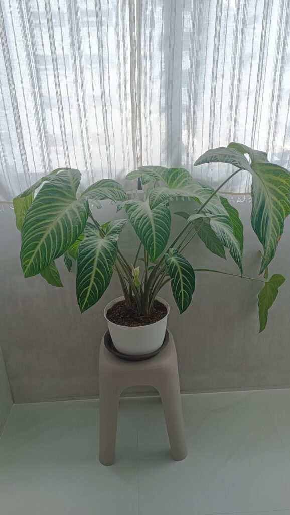 My caladium lindenii made a flower!