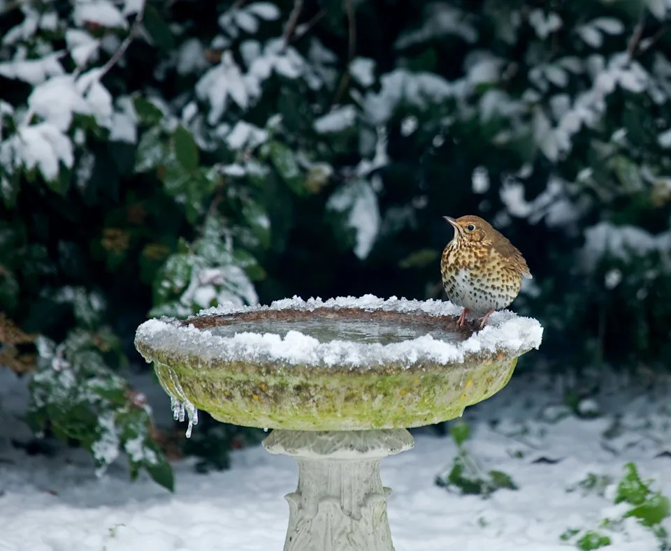 De-icing your bird baths can help wildlife in the cooler months (PA/Alamy)