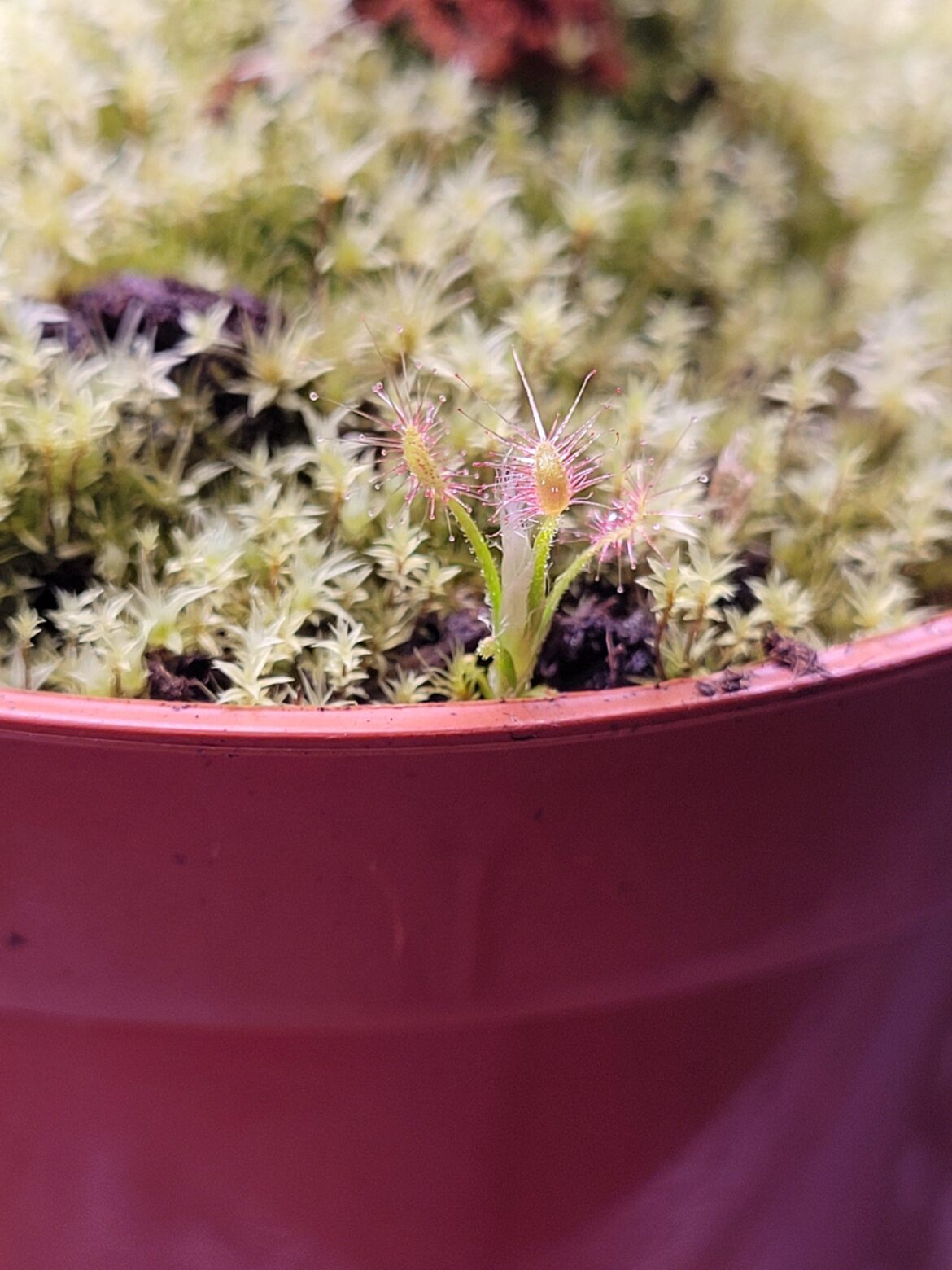 Just discovered this baby