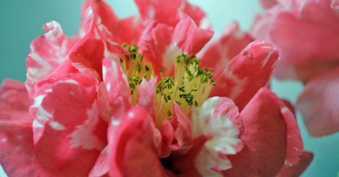 Check out New Orleans home and garden events | Home/Garden