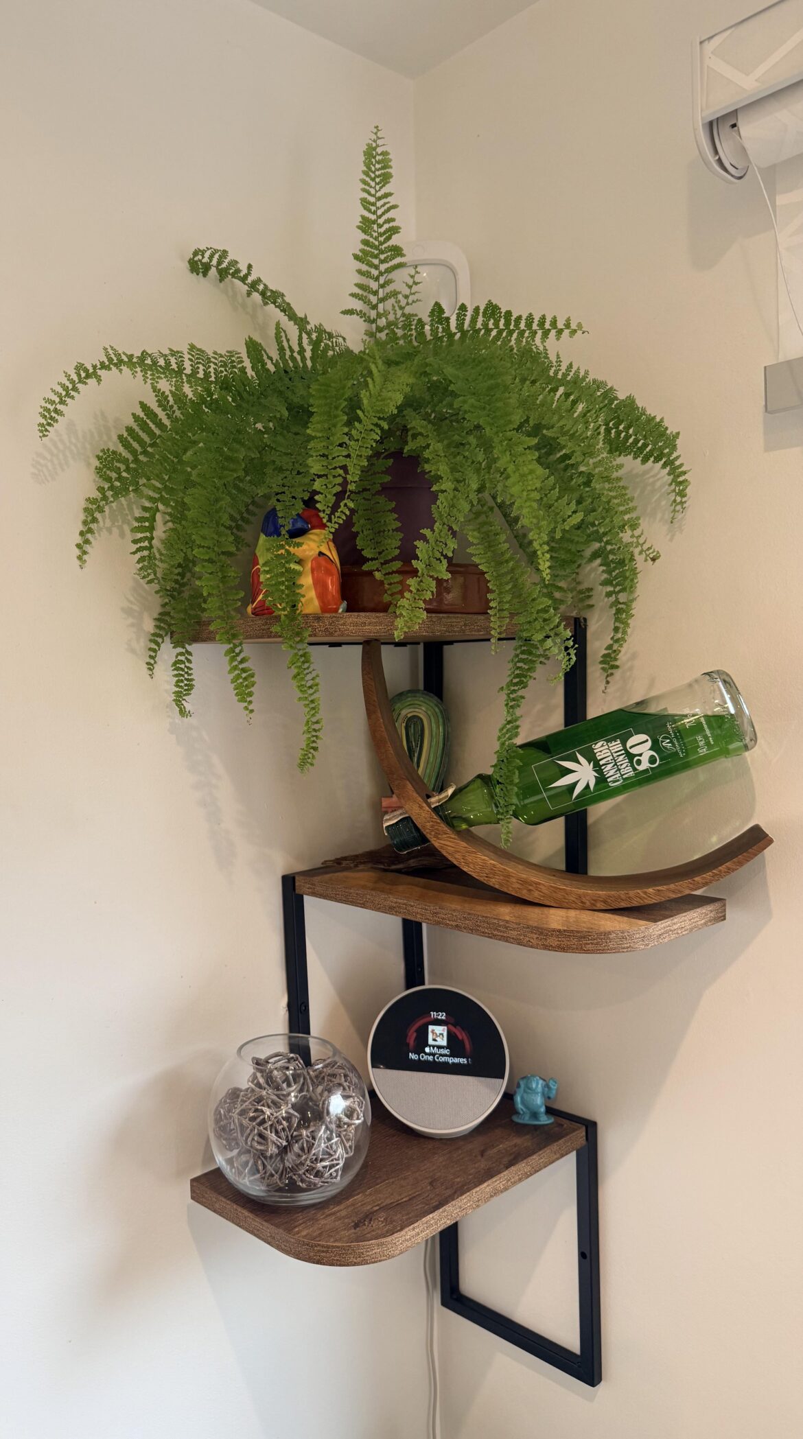 Nothing usually thrives in this corner, but this one feels at home.