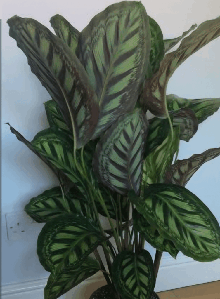 What is the name of this beautiful calathea? Thank you.