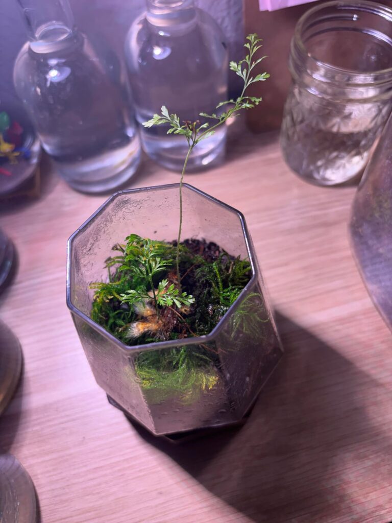 My latest attempt at propagating my rabbit foot fern!