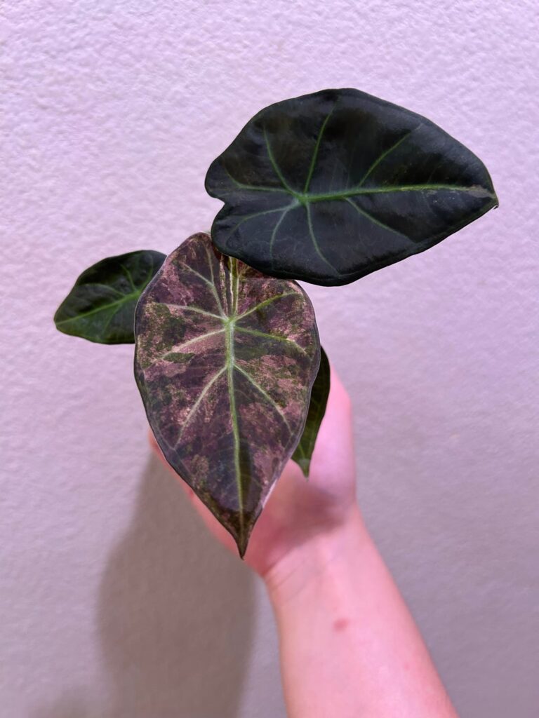 This is your reminder that lower variegation plants can surprise you!