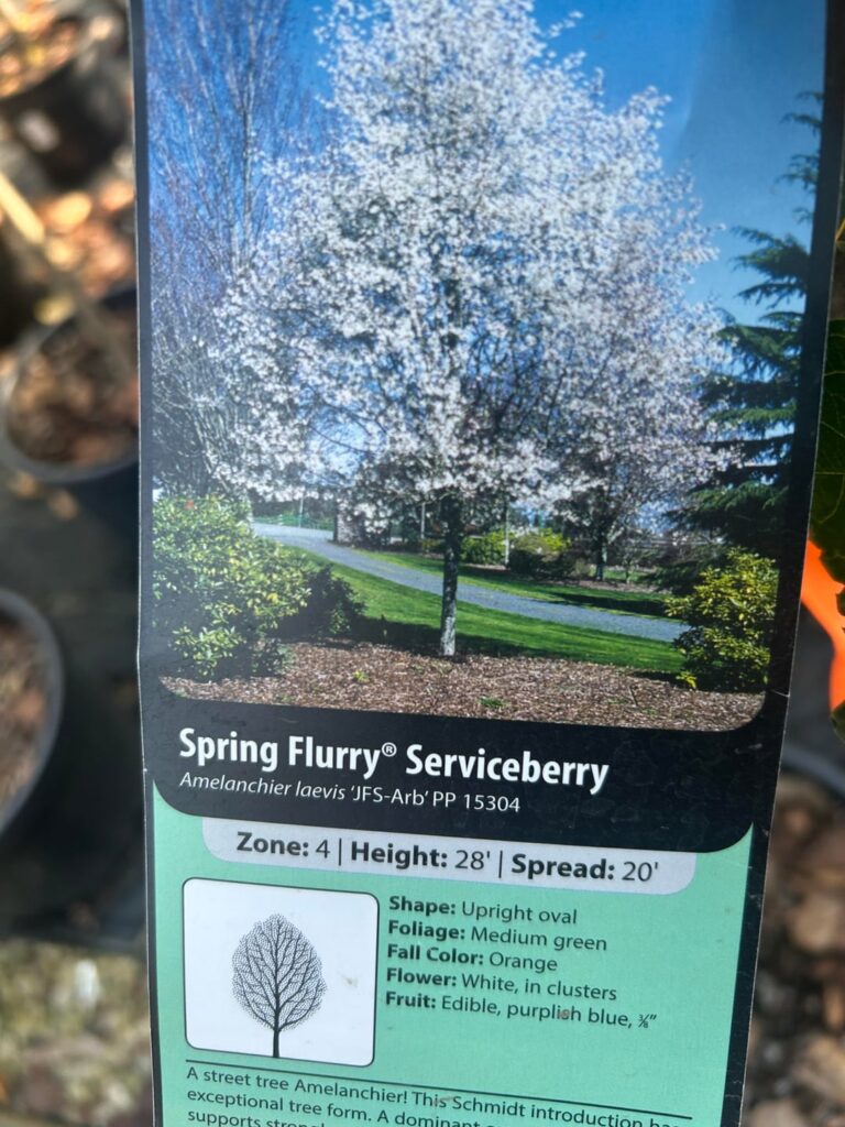 Anyone have any Serviceberry’s in their yard?
