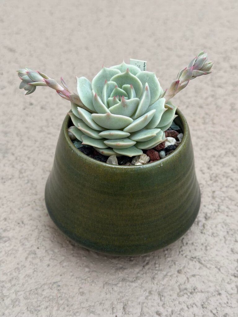 Echeveria Lola Eight Months Progess