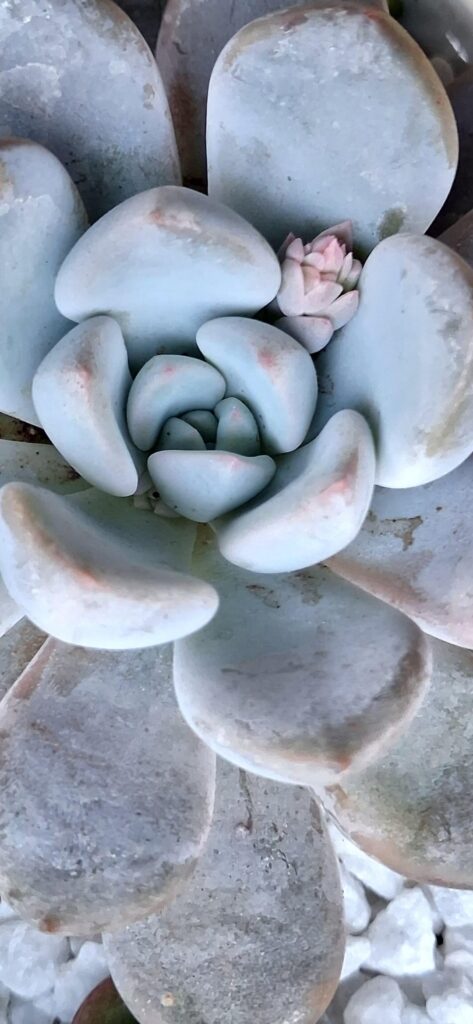 Help with cross pollinating echeverias.