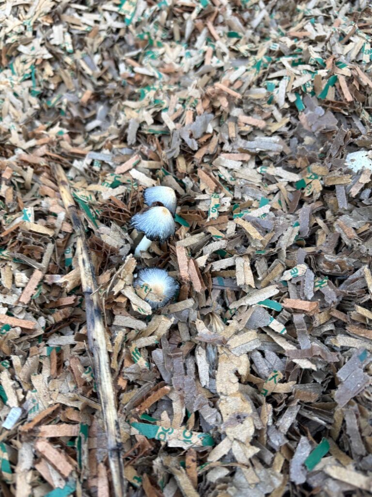 Ink caps enjoying shredded cardboard and food scraps