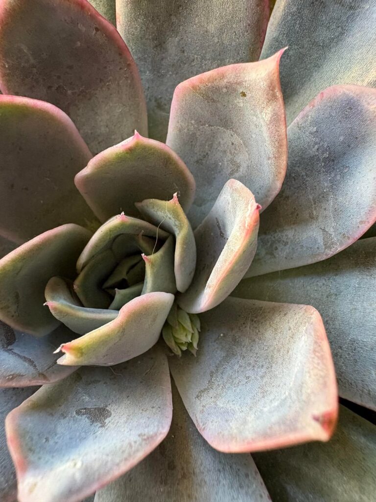 Echeveria starting to flower 🌸